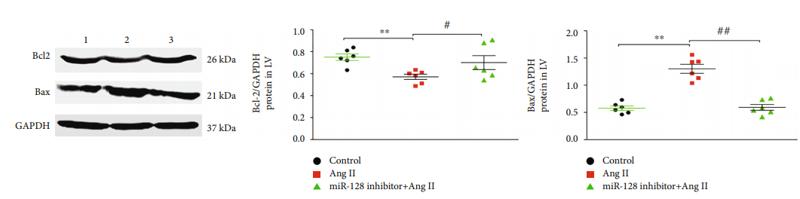 Bcl-2 Antibody - Figure 3:| Effect of miR-128 knockdown on cardiomyocytes apoptosis induced by Ang II.