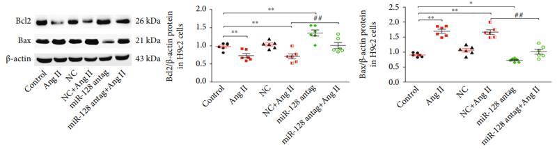 beta Actin Antibody - Figure 3|: Effect of miR-128 knockdown on cardiomyocytes apoptosis induced by Ang II.