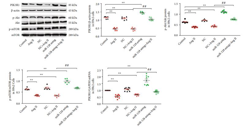 mTOR Antibody - Figure 7:| Effect of downregulating miR-128 on the PIK3R1/Akt/mTOR pathway.