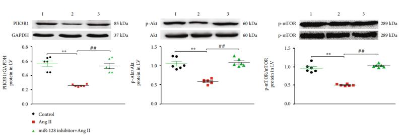 GAPDH Antibody - Figure 7 |: Effect of downregulating miR-128 on the PIK3R1/Akt/mTOR pathway.