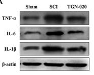 IL6 Antibody - Fig.