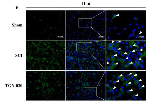 IL6 Antibody - Fig.