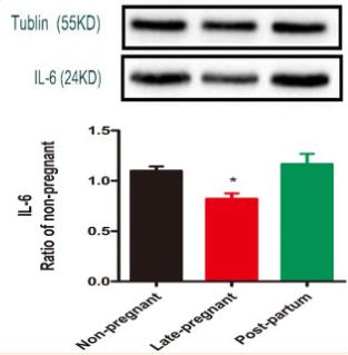 IL6 Antibody - Figure 2.