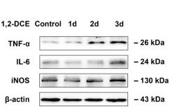 IL6 Antibody - Figure 2
Effects of subacute poisoning with 1,2-DCE on the protein expression of proinflammatory mediators in the brains of mice.