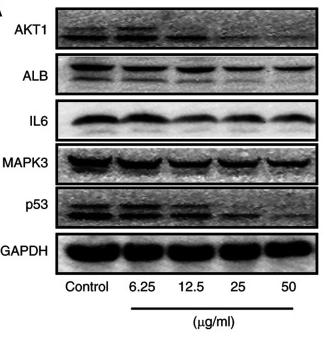 IL6 Antibody - Figure 6.