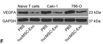 VEGFA Antibody - Fig.