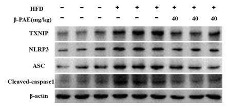 NLRP3 Antibody - Fig.