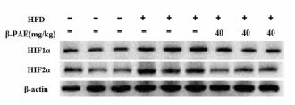 HIF1A Antibody - Fig.