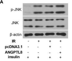 Phospho-JNK1/2/3 (Thr183+Tyr185) Antibody - Figure 3
ANGPTL8 activated JNK and ROCK signaling.