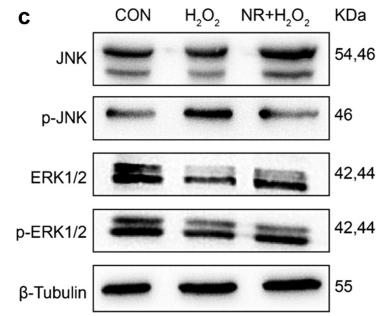 Phospho-JNK1/2/3 (Thr183+Tyr185) Antibody - Figure 6.