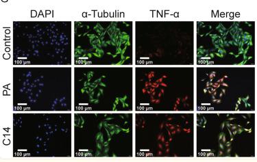 TNF alpha Antibody - Fig.