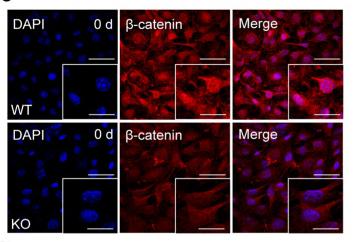 Cleaved-Caspase 1 (Asp296), p20 Antibody - Fig.