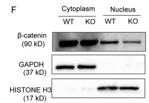 Cleaved-Caspase 1 (Asp296), p20 Antibody - Fig.