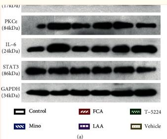 STAT3 Antibody - Figure 3
Western blot analysis of the proteins related to activated neurocytes during inflammatory pain.