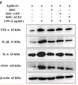 IL6 Antibody - Figure 4
MSC-ACE2 downregulates the production of inflammatory mediators.