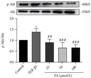 Phospho-AKT1/2/3 (Ser473) Antibody - Figure 7
FA inhibited the TGF-β1-induced activation of NOX4/ROS and PI3K/Akt pathway.