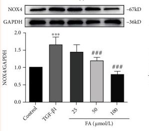 NOX4 Antibody - Figure 7
FA inhibited the TGF-β1-induced activation of NOX4/ROS and PI3K/Akt pathway.