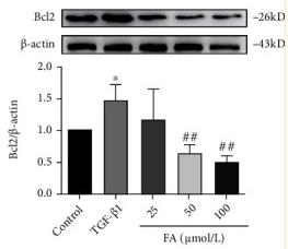 Bcl-2 Antibody - Figure 8
FA promoted the apoptosis of LX2 cells by regulating Bax/Bcl2 pathway.