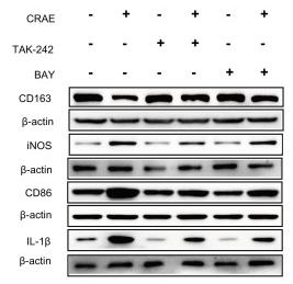 Cleaved-IL-1 beta (Asp116) Antibody - Figure 7
CRAE induced to the M1-type macrophage polarization and the M1-type polarization markers were inhibited by the TLR4 protein inhibitors TAK-242 and NF-κB inhibitor Bay 11–7085 (Bay).