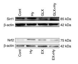 SirT1 Antibody - Figure 1.