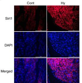 SirT1 Antibody - Figure 1.