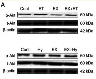 Phospho-AKT1/2/3 (Ser473) Antibody - Figure 2.