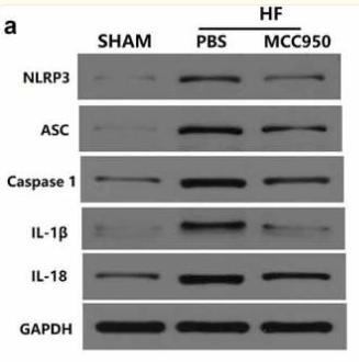 Caspase 1 Antibody - Figure 7.