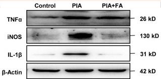 IL1 beta Antibody - FIGURE 3
FA reduced the expression of pro-inflammatory mediators in astrocytes and microglia in the PIA model.