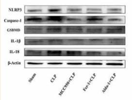 Caspase 1 Antibody - Figure 5.