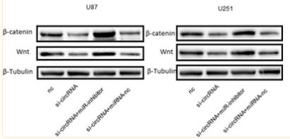 Tubulin alpha Antibody - Figure 4.