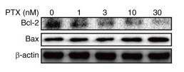 Bcl-2 Antibody - Figure 1.