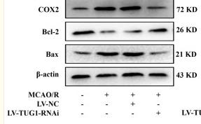 Bcl-2 Antibody - Fig.