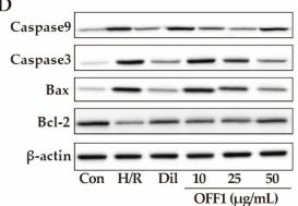 Bcl-2 Antibody - Figure 1
Effects of OFF1 on H9c2 cell injury.