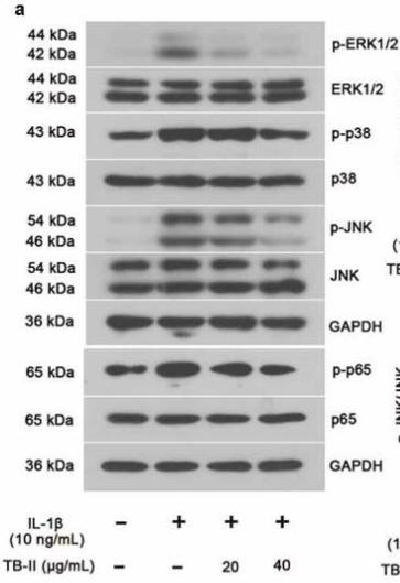 ERK1/2 Antibody - Figure 5.