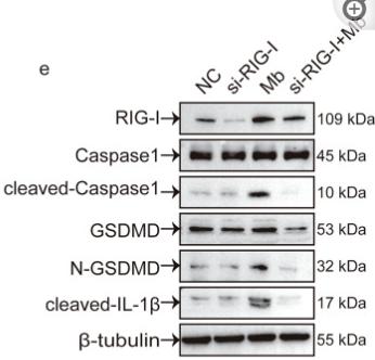 GSDMD Antibody - Fig.