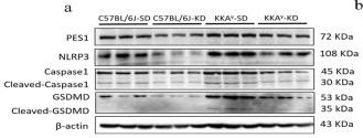 GSDMD Antibody - Fig.