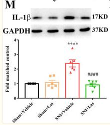 Cleaved-IL-1 beta (Asp116) Antibody - FIGURE 9
Effect of 5-HT1F receptor agonist on neuroinflammation in the spinal cord of neuropathic pain rats.