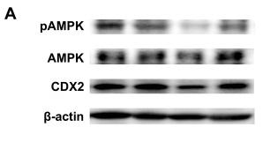 AMPK alpha Antibody - Figure 8
The levels of AMPK/CDX2 signaling pathway proteins in the mice colon.