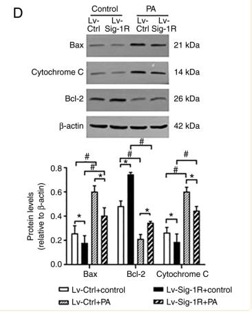 Bcl-2 Antibody - Figure 4.