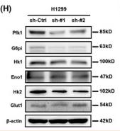 PFKM Antibody - FIGURE 4
Lnc‐CYB561‐5 promotes aerobic glycolysis in vivo.