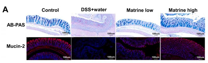 MUC2 Antibody - Fig.