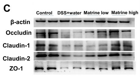 beta Actin Antibody - Fig.