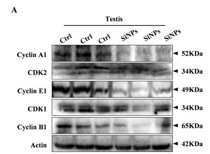 Cyclin B1 Antibody - Fig.