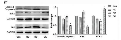 Bcl-2 Antibody - Figure 4.