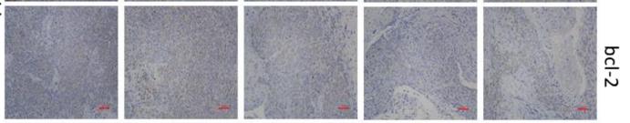 Bcl-2 Antibody - Fig.