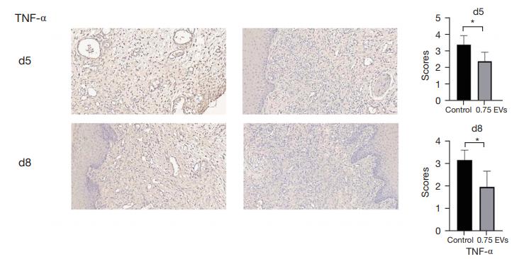 TNF alpha Antibody - Figure 6| Immunohischemistry representative photomicrographs and scores for IL-6, TNF-α and IL-1β in the blank control group and 0.