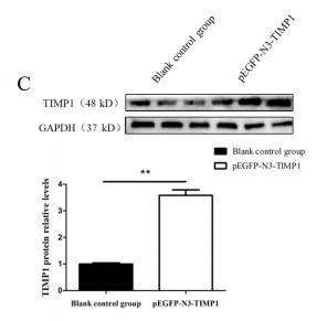 GAPDH Antibody - Figure S4|.