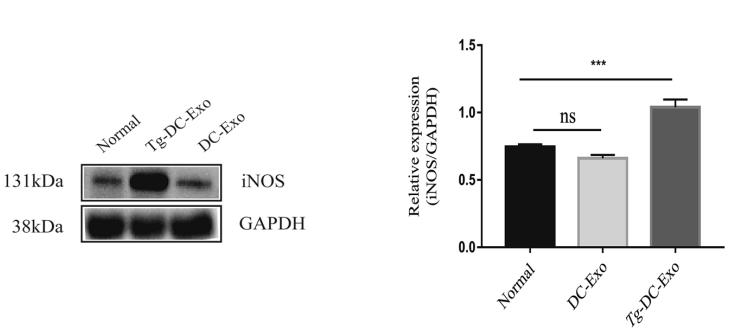 GAPDH Antibody - Fig.