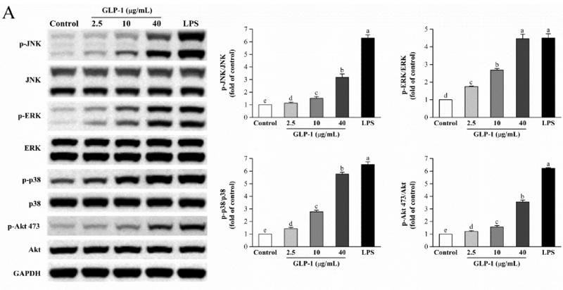 Phospho-AKT1/2/3 (Ser473) Antibody - Fig.
