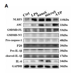 IL6 Antibody - FIGURE 3 | Silica exposure triggers pyroptosis of RAW-ASC cells.